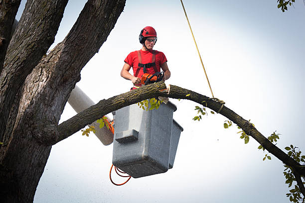 The Steps Involved in Our Tree Care Process in Hitchcock, TX